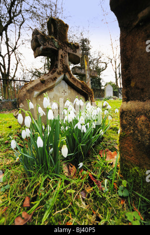 St Leonards church beoley perce-neige en hiver avec worcestershire fleur. Banque D'Images