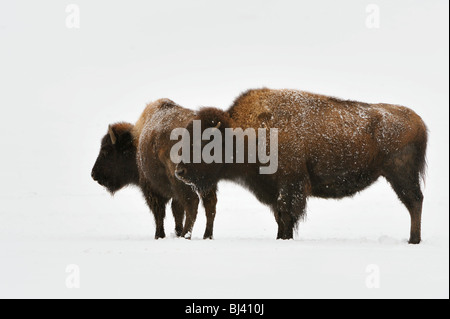 American bison (Bison bison) en hiver Banque D'Images