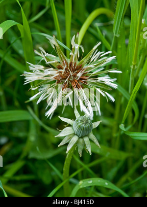 / Pissenlit Taraxacum vulgaria - Semences de France. Banque D'Images