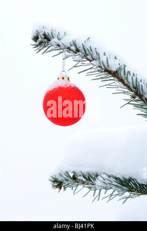 Babiole de verre rouge sur une branche de pin couvert de neige Banque D'Images