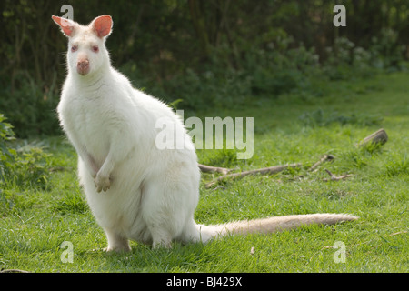 Wallaby de Bennett ou Red-necked Wallaby (Macropus rufogriseus). Albino. Banque D'Images