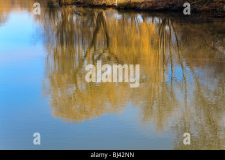 Réflexions d'un grand saule pleureur doré dans le soleil d'hiver sur la Tamise à Iffley, Oxford, Oxfordshire, UK Banque D'Images