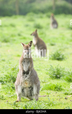 Wallaby de Bennett ou Red-necked Wallaby (Macropus rufogriseus). Banque D'Images