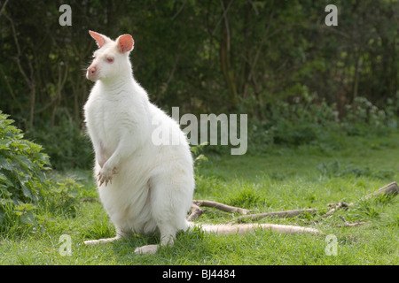 Wallaby de Bennett ou Red-necked Wallaby (Macropus rufogriseus). Albino. Banque D'Images