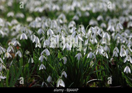 Tapis de Fleurs Snowdrop Galanthus nivalis English Woodland Banque D'Images