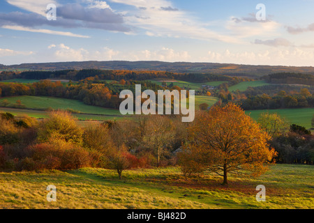 Avis de Newlands Corner à vers Albury, North Downs Way Surrey. La chaude lumière du soleil soulignant les tons automnaux. Banque D'Images