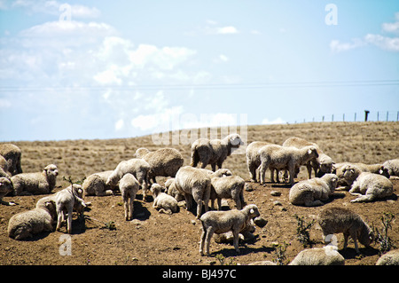 Moutons pâturant sécheresse Australie Outback // OUTBACK, Australie — les moutons pâtissent sur des terres arides et desséchées dans une ferme rurale frappée par la sécheresse en Australie. Le paysage aride, avec sa terre fissurée et sa végétation clairsemée, illustre les conditions difficiles auxquelles sont confrontés les agriculteurs et le bétail dans l'Outback australien lors de périodes de sécheresse prolongées. Banque D'Images