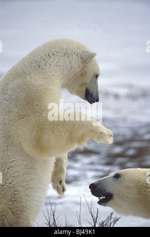 Les ours polaires à Churchill, au Manitoba, de sparring Banque D'Images