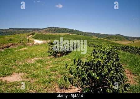 Une plantation de café au Brésil Banque D'Images