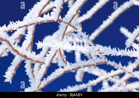 Givre sur les branches couvertes une claire journée d'hiver, Winnipeg, Manitoba, Canada. Banque D'Images