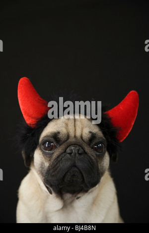 Les jeunes avec des cornes de diable pug, portrait Banque D'Images