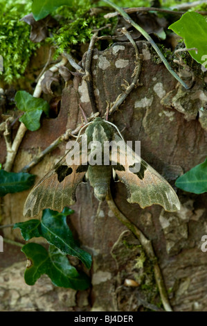 Hawk moth Lime, Mimas tiliae Banque D'Images