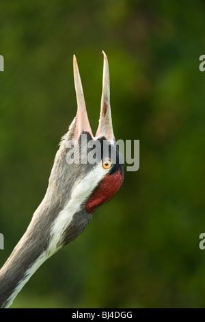 Européen Commun, eurasiennes ou Crane (Grus grus). L'appel. Brames ''. Banque D'Images