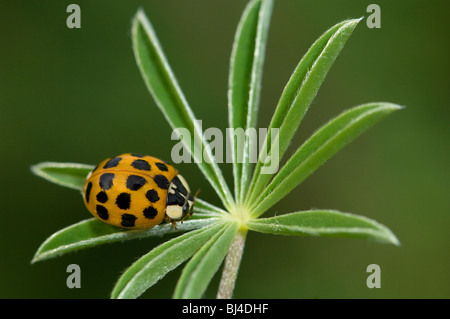 Coccinelle Arlequin, Harmonia axyridis succinea sur Nootka, lupin, Lupinus nootkatensis Banque D'Images