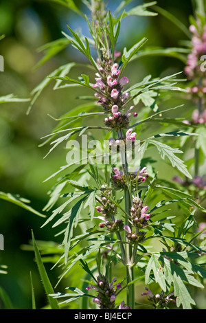 Close-up d'agripaume (Leonurus cardiaca) Banque D'Images