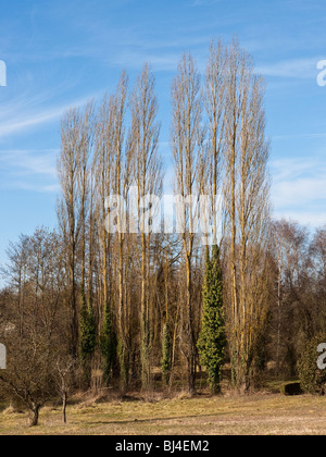 Ligne de peupliers de Lombardie - France. Banque D'Images