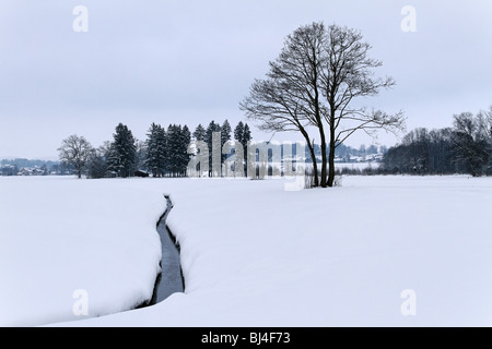 Petit cours d'eau et d'Arbre de chêne dans la neige Paysage d'hiver, Chiemgau Haute-bavière, Allemagne Banque D'Images