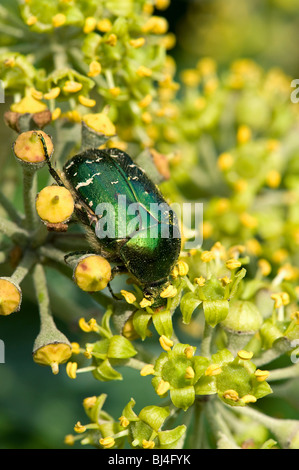 Chafer Cetonia aurata sur Rose fleurs de lierre Banque D'Images