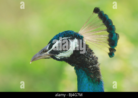 Paon sauvage (Pavo cristatus) au Sri Lanka Banque D'Images