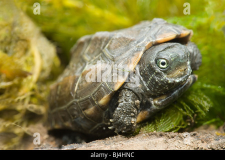 Reeves (tortue Chinemys reevesi). Natif du Japon et de la Chine. Banque D'Images