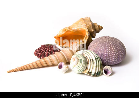 Conch isolé sur fond blanc Banque D'Images