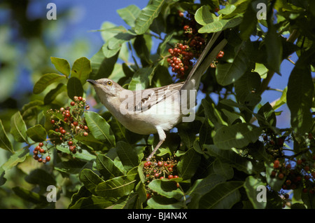 Moqueur polyglotte (Mimus polyglottos) perché sur les baies de l'alimentation de la direction générale Banque D'Images