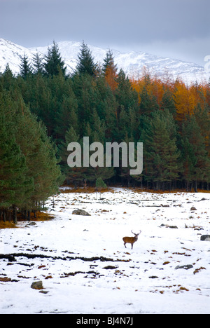 Image de red deer stag en paysage couvert de neige Banque D'Images