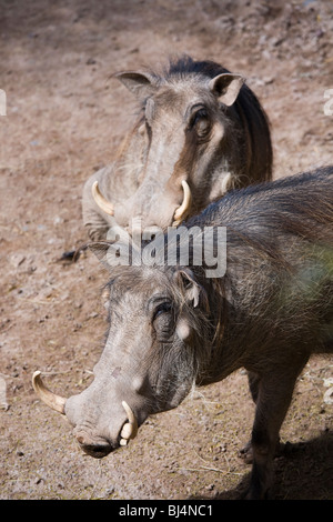 Phacochère, Phacochoerus aethiopicus, au zoo du réglage. Banque D'Images