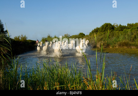 Les chevaux blancs de Camargue qui traverse un canal Banque D'Images