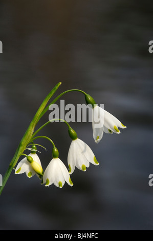 Flocon d'été, Leucojum aestivum, à côté de l'eau Banque D'Images