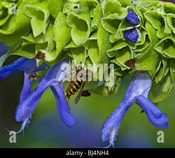 Wasp Vespula Vulgaris, entrant, calice vert de la salvia atrocyanea après avoir chuté pour se nourrir de fleurs Banque D'Images