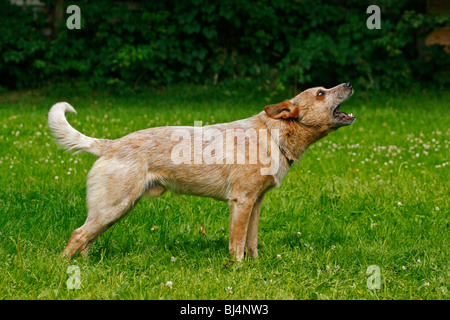 Australian Cattle Dog barking Banque D'Images