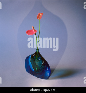 Still Life : Anthurium pink-champion en bleu verre italiens Banque D'Images