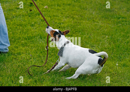 Jack Russell Terrier jouer remorqueur de la guerre Banque D'Images