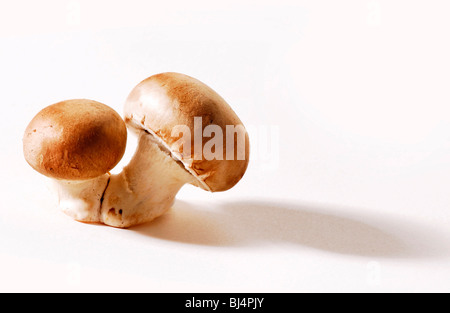 Champignons bruns Banque D'Images