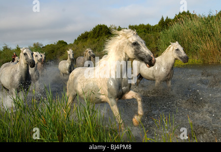 Les chevaux blancs de Camargue qui traverse un canal Banque D'Images