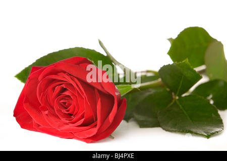 Gros plan de rose rouge silhouette isolé sur fond blanc Banque D'Images