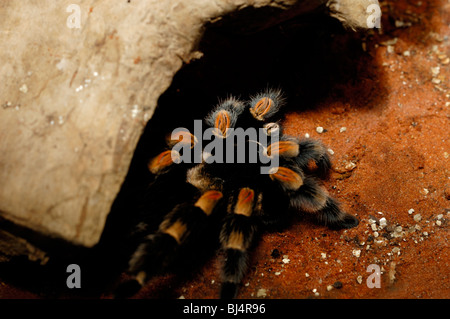 Brachypelma Smithi Redknee Mexican tarantula araignée d'oiseaux dans un vivarium avec décor tropical Banque D'Images