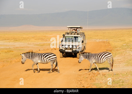 Les zèbres en face d'une jeep safari avec les touristes, le cratère du Ngorongoro, en Tanzanie, l'Afrique Banque D'Images