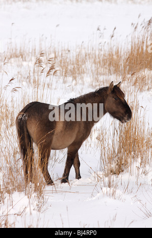 Konik polonais ou cheval primitif (Equus przewalskii f. caballus) en hiver dans la neige Banque D'Images