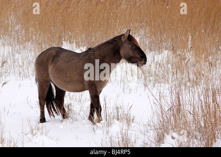 Konik polonais ou cheval primitif (Equus przewalskii f. caballus) en hiver dans la neige Banque D'Images