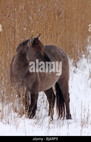 Konik polonais ou cheval primitif (Equus przewalskii f. caballus) en hiver dans la neige Banque D'Images