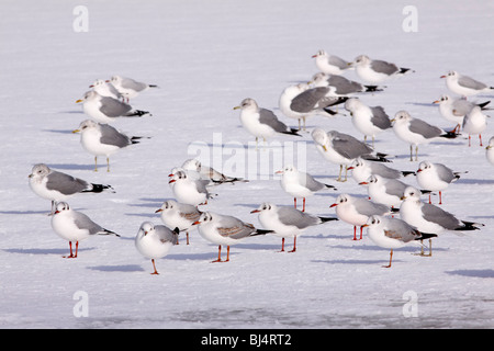 Les goélands à tête noire commune (Larus ridibundus) commun et goélands argentés (Larus canus) debout sur un lac gelé Banque D'Images