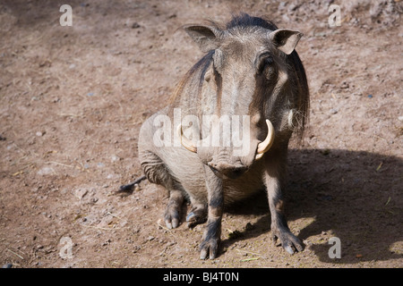 Phacochère, Phacochoerus aethiopicus, au zoo du réglage. Banque D'Images