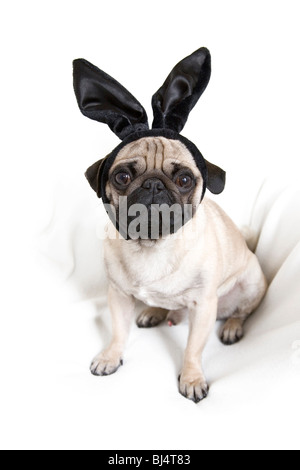 Les jeunes oreilles de lapin noir avec pug Banque D'Images