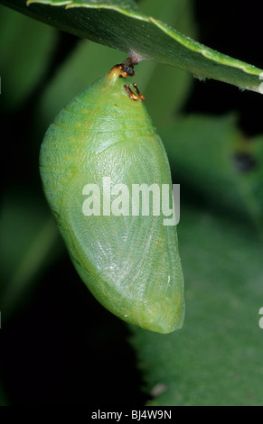 Pacha à deux queues (Charaxes jasius), pupe Banque D'Images