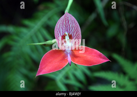 Wild Orchid Disa rouge, Table Mountain, Cape Town, Afrique du Sud Banque D'Images