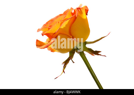 Rose Orange gros plan vue côté silhouette isolé sur fond blanc Banque D'Images