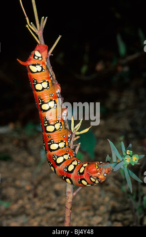 Sphynx de l'euphorbe ésule (Hyles euphorbiae), Caterpillar se nourrissant de leaf Banque D'Images