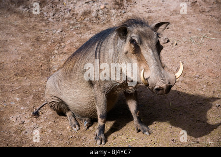 Phacochère, Phacochoerus aethiopicus, au zoo du réglage. Banque D'Images